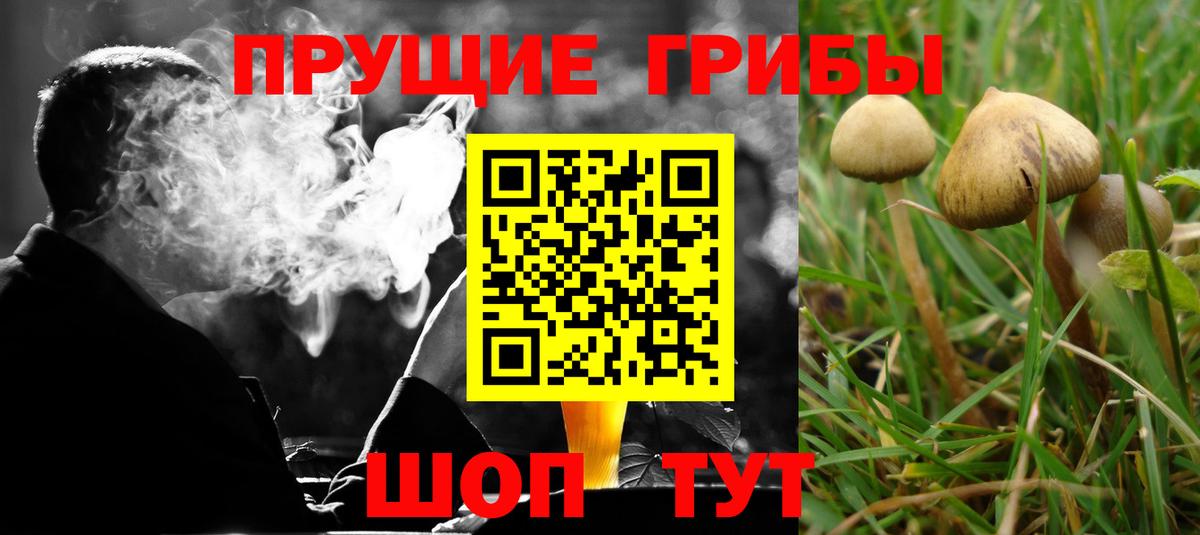купить   Вход с VPN  Фролово  Галлюциногенные грибы Psilocybe 